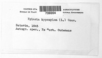 Xylaria hypoxylon image